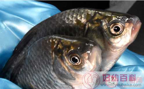 鱼肚子里的黑膜可以吃吗 鱼肚子里的黑膜怎么去掉