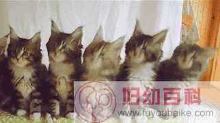 五只小猫摇头表情包动图 无价之姐主题曲摇头表情包
