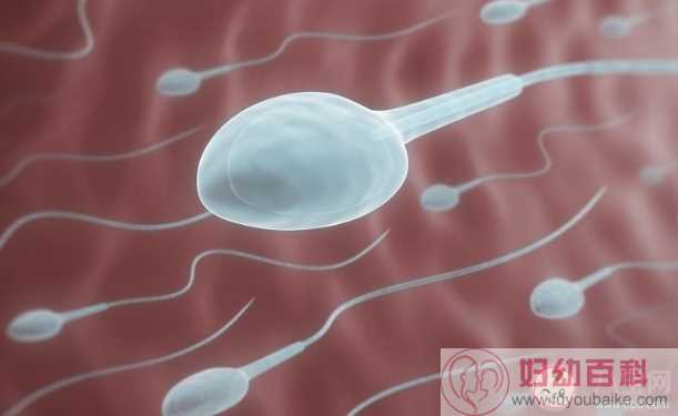 精子在体外会导致怀孕吗 女性体外怀孕的几率大吗