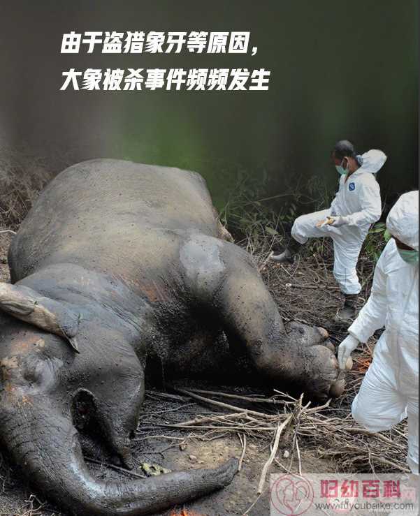 2020世界大象日是几月几日 保护大象的宣传标语大全