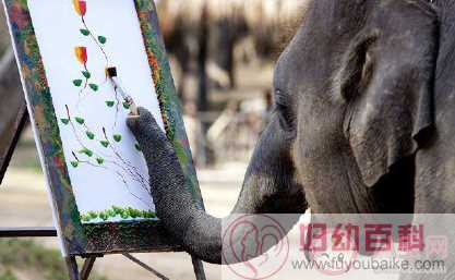 世界大象日文案句子 保护大象的朋友圈文案
