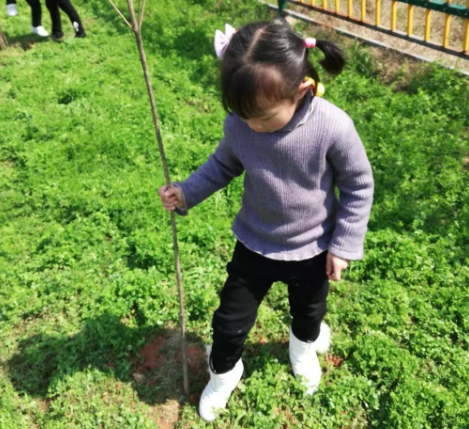 幼儿园大班植树节报道2019 幼儿园大班植树节活动报道