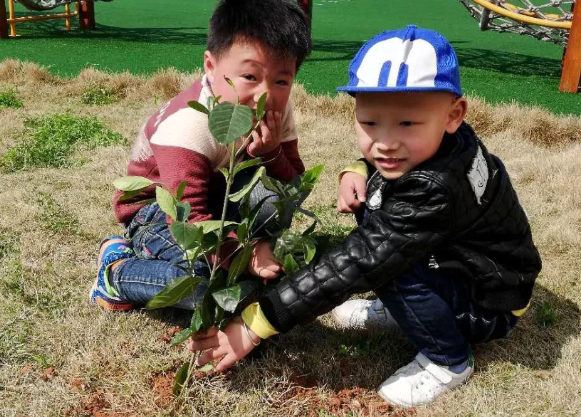 2019幼儿园植树节报道 幼儿园312植树活动报道