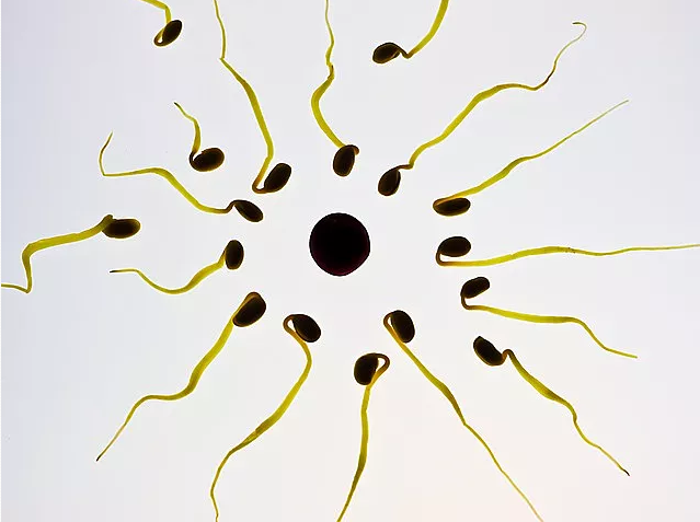 女性一次排多少个卵子 经期不稳定怎么计算排卵期