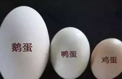 怀孕后吃鹅蛋有什么好处 孕妇能吃鹅蛋吗