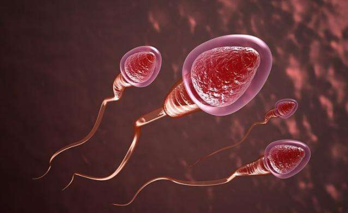没有受孕的精子去哪儿了 禁欲可以提高精子质量吗